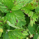 Leaves Scorch