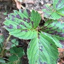 Leaves Scorch