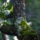 Lichen (Lumut Kerak)
