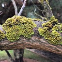 Lichen (Lumut Kerak)