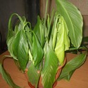 Loss of Foliage Turgor