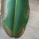 Marginal Leaf Necrosis