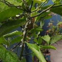 Mealybug (Kutu Tepung)