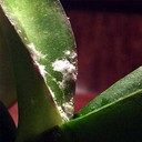 Mealybug (Kutu Tepung)