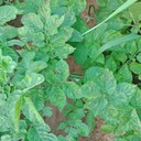 Mosaic Virus