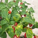 Mosaic Virus