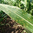 Northern Leaf Blight