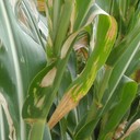 Northern Leaf Blight