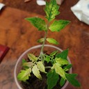 Nutrient Deficiency