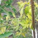 Nutrient Deficiency