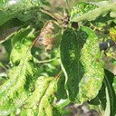 Pear Blister Mite