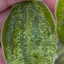 Pear Blister Mite