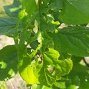 Pest Damage