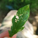 Pest Damage