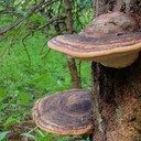Polypore
