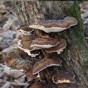 Polypore