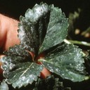 Powdery Mildew
