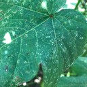 Powdery Mildew