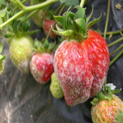 Powdery Mildew Fruit