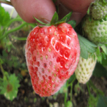 Powdery Mildew Fruit