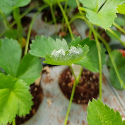 Powdery Mildew Leaf