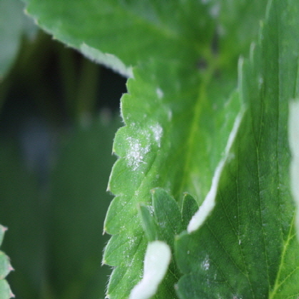 Powdery Mildew Leaf