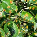 Rust (Karat Daun)