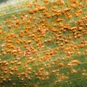 Rust (Karat Daun)