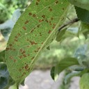 Scab (Kudis)