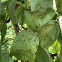 Scab (Kudis)