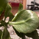 Scale (Kutu Perisai)