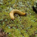 Slugs (Siput Tanpa Cangkang / Keong)