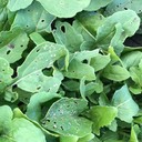 Slugs & Caterpillars Effects