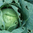 Slugs & Caterpillars Effects