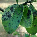 Sooty Mold (Embun Jelaga)