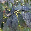 Sooty Mold (Embun Jelaga)