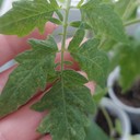 Spider Mite (Tungau Laba-laba)