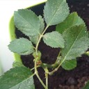 Spider Mite (Tungau Laba-laba)