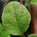 Thrips