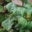 Thrips
