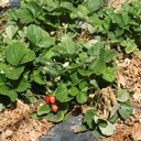 Verticillium Wilt
