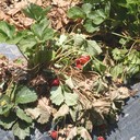 Verticillium Wilt
