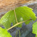 Whitefly (Kutu Putih Kecil)