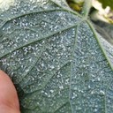 Whitefly (Kutu Putih Kecil)