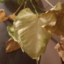 Wilting (Layu Umum)