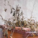 Wilting (Layu Umum)