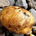 Wireworm (Ulat Kawat)