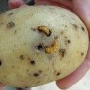 Wireworm (Ulat Kawat)