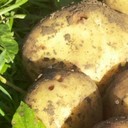 Wireworm Effects