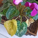 Yellow Leaves (Daun Menguning)
